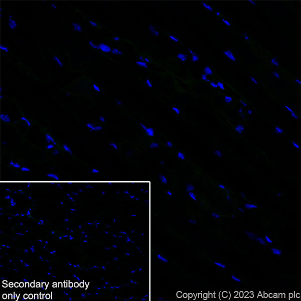 Immunohistochemistry (Frozen sections) - Goat Anti-Rat IgG H&L (Alexa Fluor® 488) (ab150157), expandable thumbnail