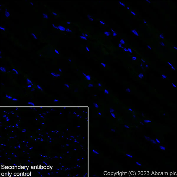 Immunohistochemistry (Frozen sections) - Goat Anti-Rat IgG H&L (Alexa Fluor® 488) (AB150157)