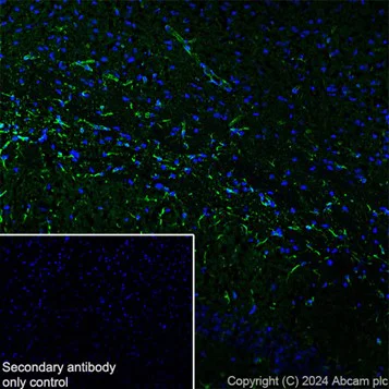 Immunohistochemistry (Frozen sections) - Goat Anti-Rat IgG H&L (Alexa Fluor® 488) (AB150157)