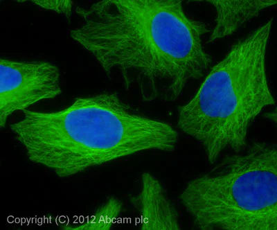 Immunocytochemistry/ Immunofluorescence - Goat Anti-Rat IgG H&L (Alexa Fluor® 488) preadsorbed (AB150165)