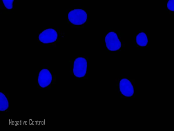 Immunocytochemistry/ Immunofluorescence - Goat Anti-Rat IgG H&L (Alexa Fluor® 488) preadsorbed (AB150165)
