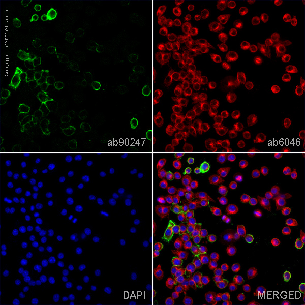Immunocytochemistry/ Immunofluorescence - Goat Anti-Rat IgG H&L (Alexa Fluor® 488) preadsorbed (ab150165), expandable thumbnail