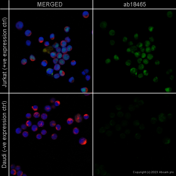 Immunocytochemistry/ Immunofluorescence - Goat Anti-Rat IgG H&L (Alexa Fluor® 488) preadsorbed (ab150165), expandable thumbnail