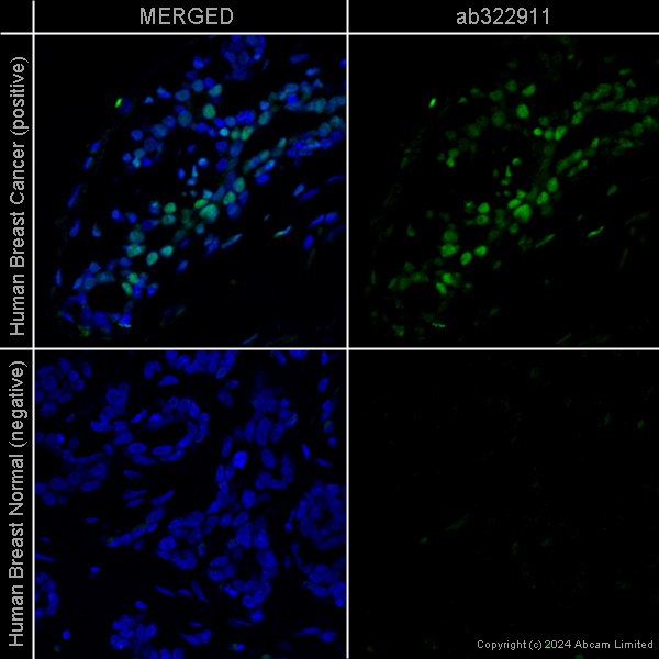 Immunohistochemistry (Formalin/PFA-fixed paraffin-embedded sections) - Goat Anti-Rat IgG H&L (Alexa Fluor® 488) preadsorbed (ab150165), expandable thumbnail