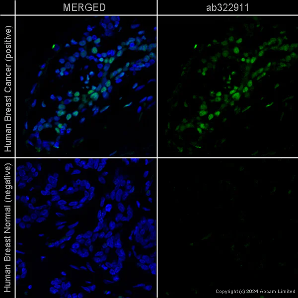 Goat Anti-Rat IgG (Alexa Fluor® 488) secondary antibody