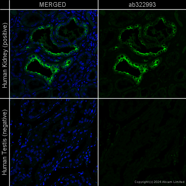 Immunohistochemistry (Formalin/PFA-fixed paraffin-embedded sections) - Goat Anti-Rat IgG H&L (Alexa Fluor® 488) preadsorbed (ab150165), expandable thumbnail