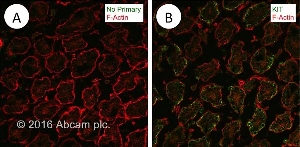 Immunohistochemistry (Frozen sections) - Goat Anti-Rat IgG H&L (Alexa Fluor® 488) preadsorbed (AB150165)