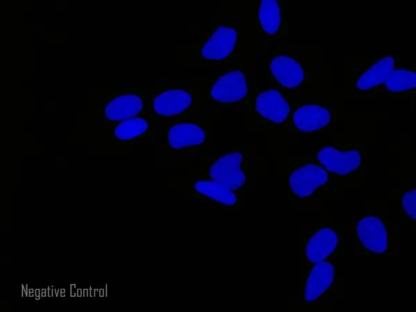 Immunocytochemistry/ Immunofluorescence - Goat Anti-Rat IgG H&L (Alexa Fluor® 555) (AB150158)