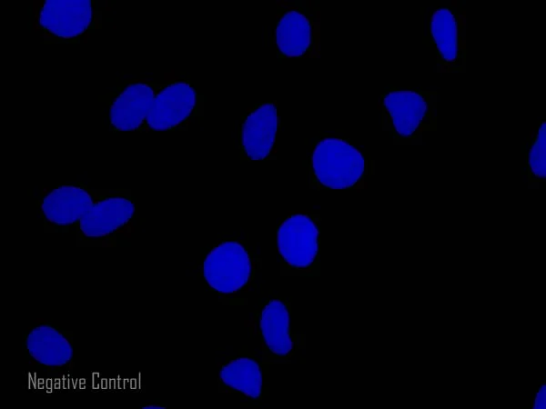 Immunocytochemistry/ Immunofluorescence - Goat Anti-Rat IgG H&L (Alexa Fluor® 555) preadsorbed (AB150166)