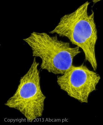 Immunocytochemistry/ Immunofluorescence - Goat Anti-Rat IgG H&L (Alexa Fluor® 555) preadsorbed (AB150166), expandable thumbnail