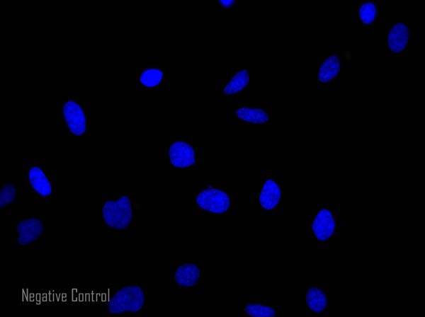 Immunocytochemistry/ Immunofluorescence - Goat Anti-Rat IgG H&L (Alexa Fluor® 568) (AB175476), expandable thumbnail