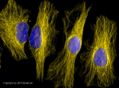 Immunocytochemistry/ Immunofluorescence - Goat Anti-Rat IgG H&L (Alexa Fluor® 568) (AB175476), expandable thumbnail