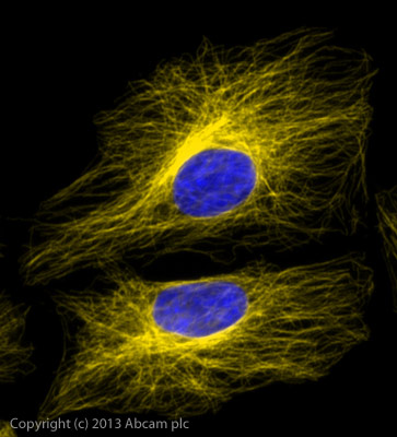 Immunocytochemistry/ Immunofluorescence - Goat Anti-Rat IgG H&L (Alexa Fluor® 568) preadsorbed (AB175710), expandable thumbnail