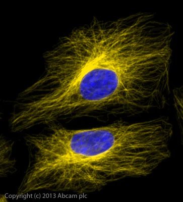 Immunocytochemistry/ Immunofluorescence - Goat Anti-Rat IgG H&L (Alexa Fluor® 568) preadsorbed (AB175710)