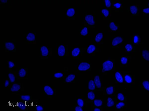 Immunocytochemistry/ Immunofluorescence - Goat Anti-Rat IgG H&L (Alexa Fluor® 568) preadsorbed (AB175710)