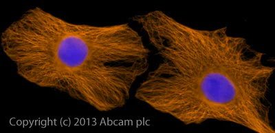 Immunocytochemistry/ Immunofluorescence - Goat Anti-Rat IgG H&L (Alexa Fluor® 594) (AB150160)