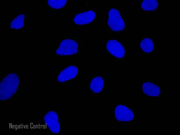 Immunocytochemistry/ Immunofluorescence - Goat Anti-Rat IgG H&L (Alexa Fluor® 594) (AB150160)