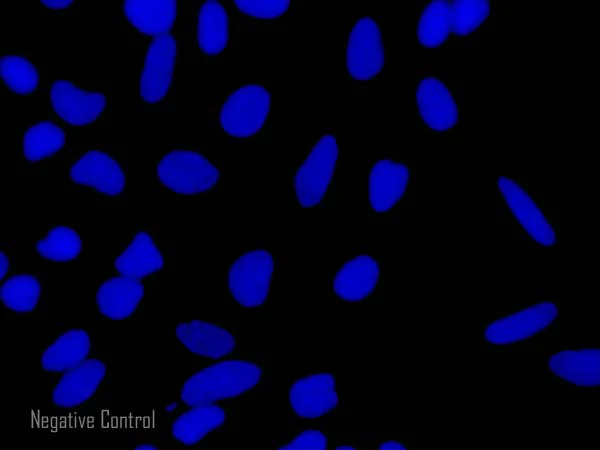 Immunocytochemistry/ Immunofluorescence - Goat Anti-Rat IgG H&L (Alexa Fluor® 594) preadsorbed (AB150168)
