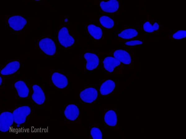 Immunocytochemistry/ Immunofluorescence - Goat Anti-Rat IgG H&L (Alexa Fluor® 647) preadsorbed (AB150167), expandable thumbnail