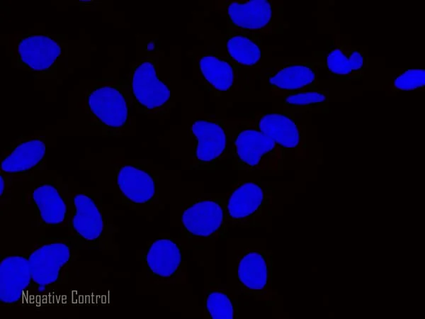 Immunocytochemistry/ Immunofluorescence - Goat Anti-Rat IgG H&L (Alexa Fluor® 647) preadsorbed (AB150167)