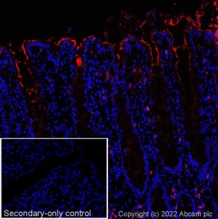 Immunohistochemistry (Frozen sections) - Goat Anti-Rat IgG H&L (Alexa Fluor® 647) preadsorbed (AB150167), expandable thumbnail