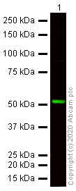 Western blot - Goat Anti-Rat IgG H&L (Alexa Fluor® 750) (AB175751), expandable thumbnail