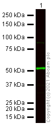 Western blot - Goat Anti-Rat IgG H&L (Alexa Fluor® 790) (AB175786), expandable thumbnail