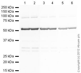 Western blot - Goat Anti-Rat IgG H&L (Alkaline Phosphatase) (AB6846), expandable thumbnail