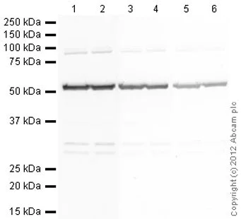 Western blot - Goat Anti-Rat IgG H&L (Alkaline Phosphatase) (AB6846)