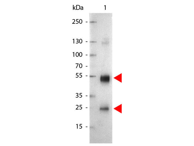 Western blot - Goat Anti-Rat IgG H&L (Alkaline Phosphatase) (AB6846), expandable thumbnail