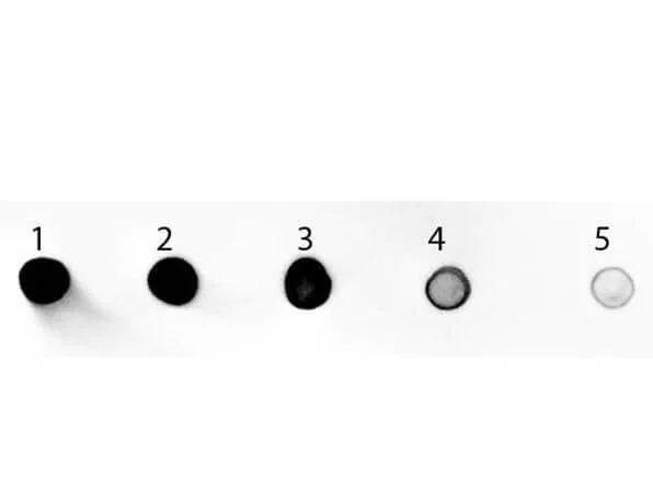 Dot Blot - Goat Anti-Rat IgG H&L (Alkaline Phosphatase) preadsorbed (AB7098)