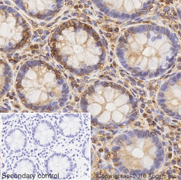 Immunohistochemistry (Formalin/PFA-fixed paraffin-embedded sections) - Goat Anti-Rat IgG H&L (Biotin) (AB207997), expandable thumbnail