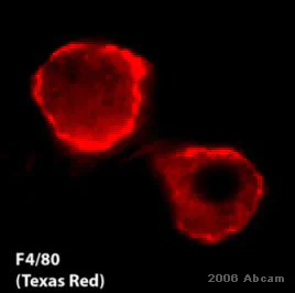 Immunohistochemistry (Formalin/PFA-fixed paraffin-embedded sections) - Goat Anti-Rat IgG H&L (Biotin) (AB6844)