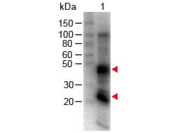Western blot - Goat Anti-Rat IgG H&L (Biotin) (AB6844), expandable thumbnail