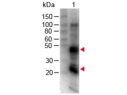 Western blot - Goat Anti-Rat IgG H&L (Biotin) (AB6844)