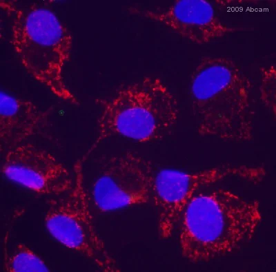 Immunocytochemistry/ Immunofluorescence - Goat Anti-Rat IgG H&L (Cy5 ®) preadsorbed (AB6565)