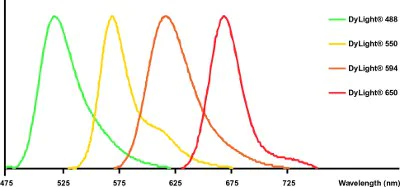 Spectrum - Goat Anti-Rat IgG H&L (DyLight® 488) preadsorbed (AB98420)