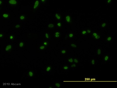 Immunocytochemistry/ Immunofluorescence - Goat Anti-Rat IgG H&L (FITC) (AB6840), expandable thumbnail