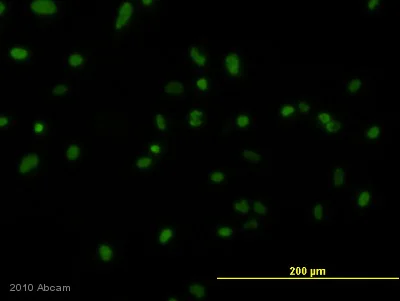 Immunocytochemistry/ Immunofluorescence - Goat Anti-Rat IgG H&L (FITC) (AB6840)
