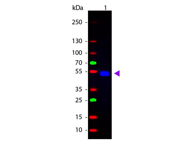 Western blot - Goat Anti-Rat IgG H&L (FITC) preadsorbed (AB7093), expandable thumbnail