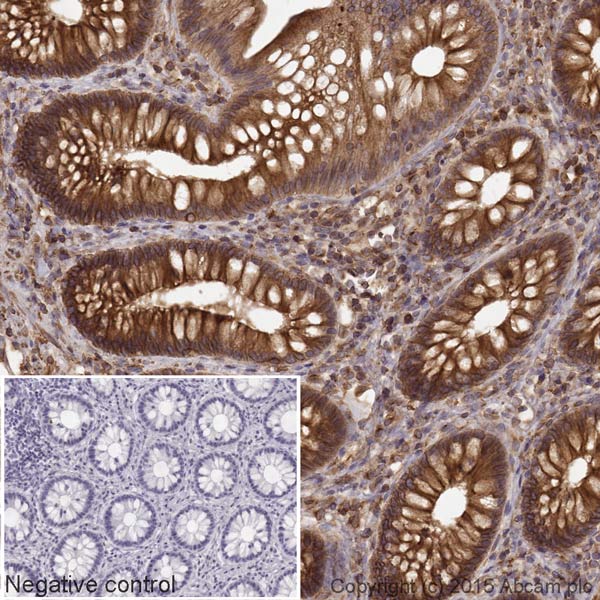 Immunohistochemistry (Formalin/PFA-fixed paraffin-embedded sections) - Goat Anti-Rat IgG H&L (HRP) (ab205720), expandable thumbnail