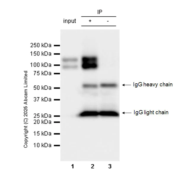 Immunoprecipitation - Goat Anti-Rat IgG H&L (HRP) (AB205720)