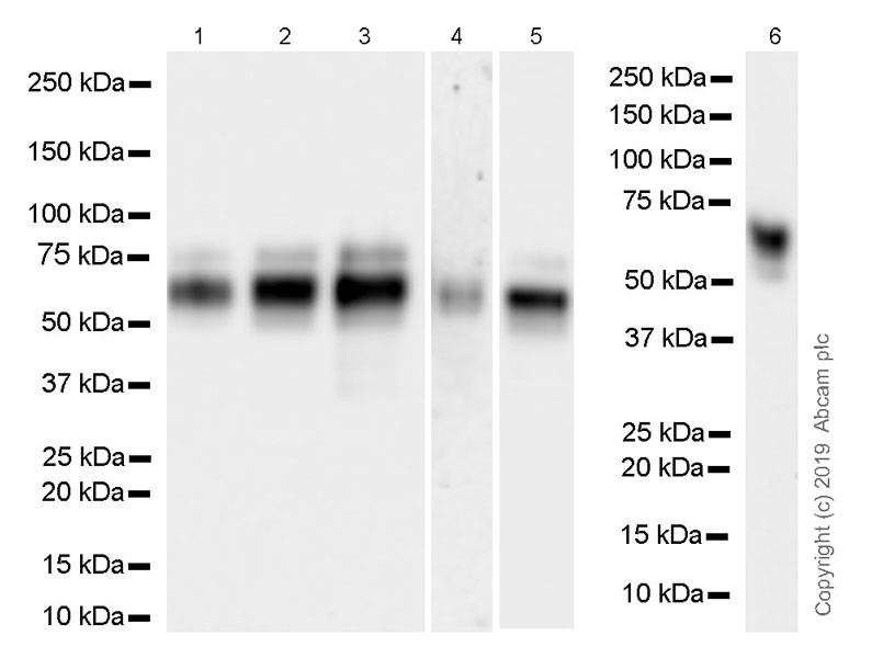 Western blot - Goat Anti-Rat IgG H&L (HRP) (ab205720), expandable thumbnail