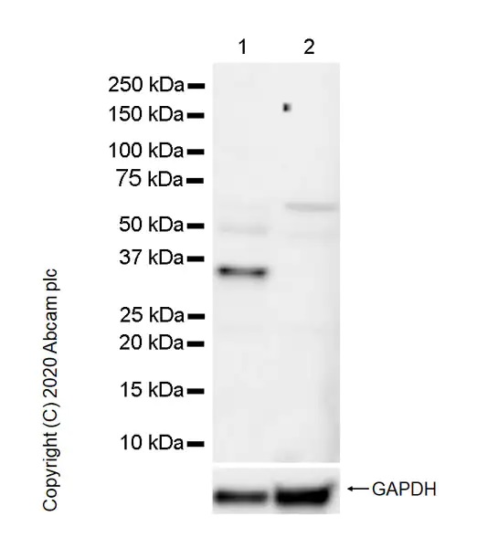 Western blot - Goat Anti-Rat IgG H&L (HRP) (ab205720), expandable thumbnail