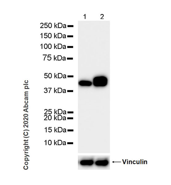 Western blot - Goat Anti-Rat IgG H&L (HRP) (ab205720), expandable thumbnail