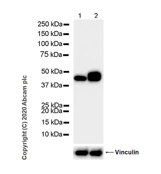 Western blot - Goat Anti-Rat IgG H&L (HRP) (ab205720), expandable thumbnail