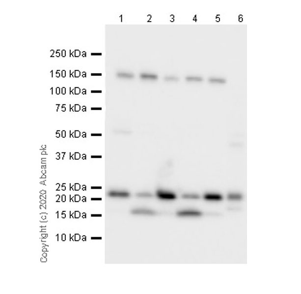 Western blot - Goat Anti-Rat IgG H&L (HRP) (ab205720), expandable thumbnail