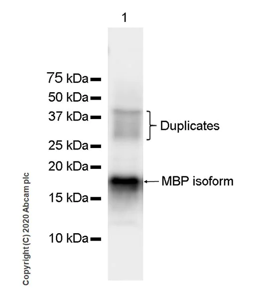 Western blot - Goat Anti-Rat IgG H&L (HRP) (AB205720)