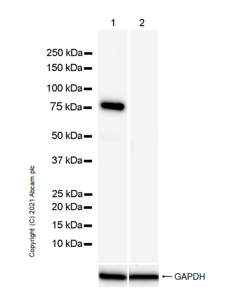 Western blot - Goat Anti-Rat IgG H&L (HRP) (ab205720), expandable thumbnail