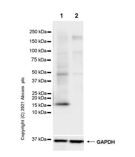 Western blot - Goat Anti-Rat IgG H&L (HRP) (ab205720), expandable thumbnail